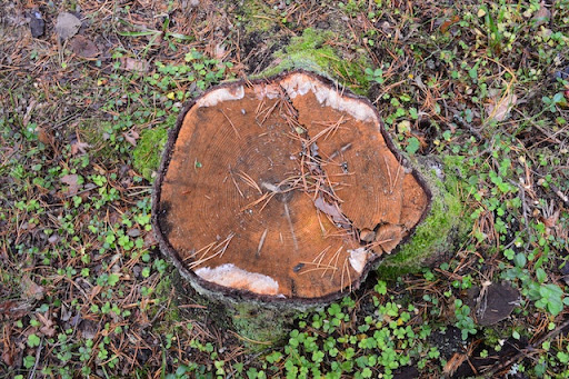 Tree Removal Aftermath: 6 Things You Should Know About Tree Stumps